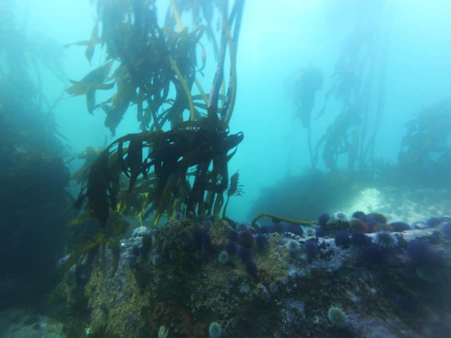 Cape Town: Scuba Diving Experience for Beginners - Practical tips so your first underwater session feels smooth