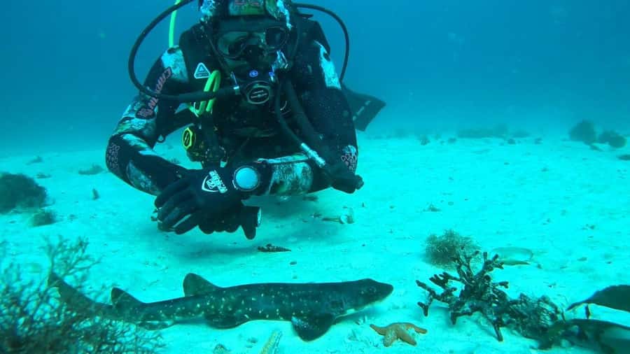 Cape Town: Scuba Diving Experience for Beginners - Should you book this Cape Town beginner scuba session?