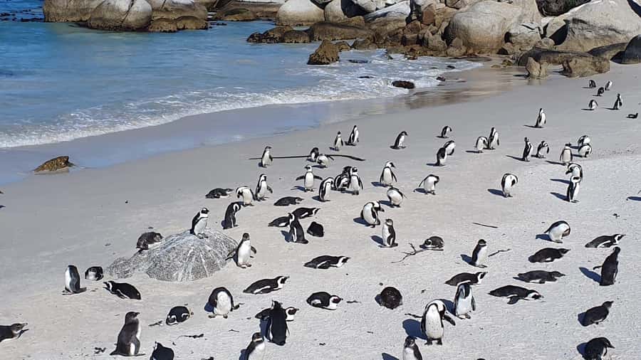 Cape Town: Seal Island, Cape of Good Hope& Penguins Private - Bo-Kaap and Camps Bay: color and coast in two short stops