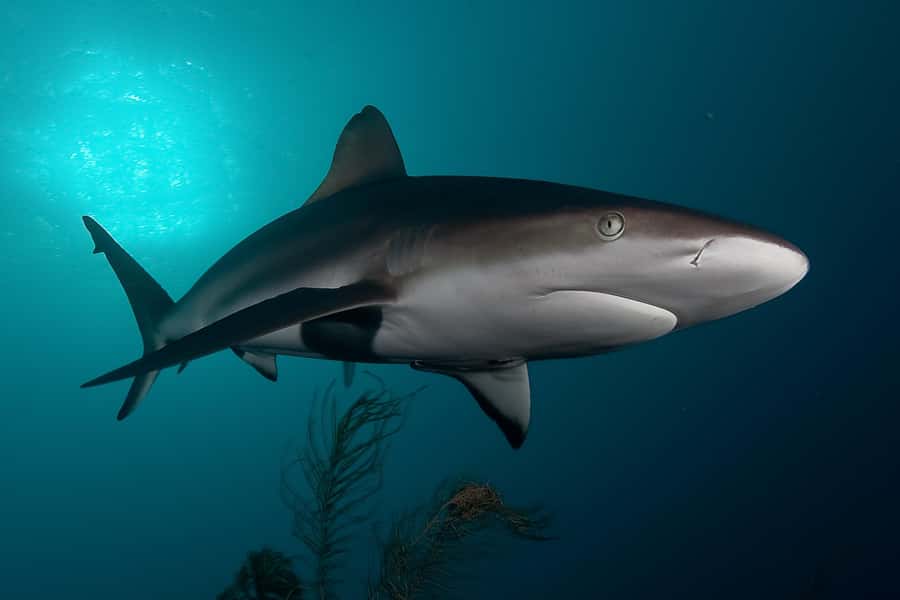 Cape Town: Shark Cage Dive - Key things I’d clock before you go