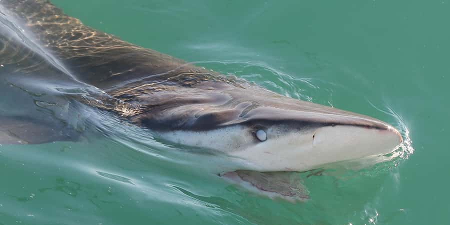 Cape Town: Shark Cage Dive - Why False Bay is such a smart pick from Cape Town
