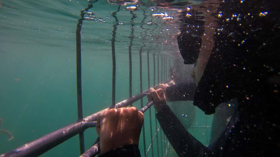 Cape Town: Shark Cage Dive - Seal Island and seabirds: the stop that can add real magic
