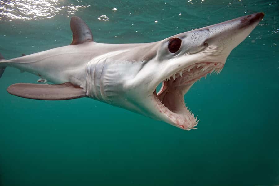 Cape Town: Shark Cage Dive - Group size, comfort, and what to bring so you are not miserable