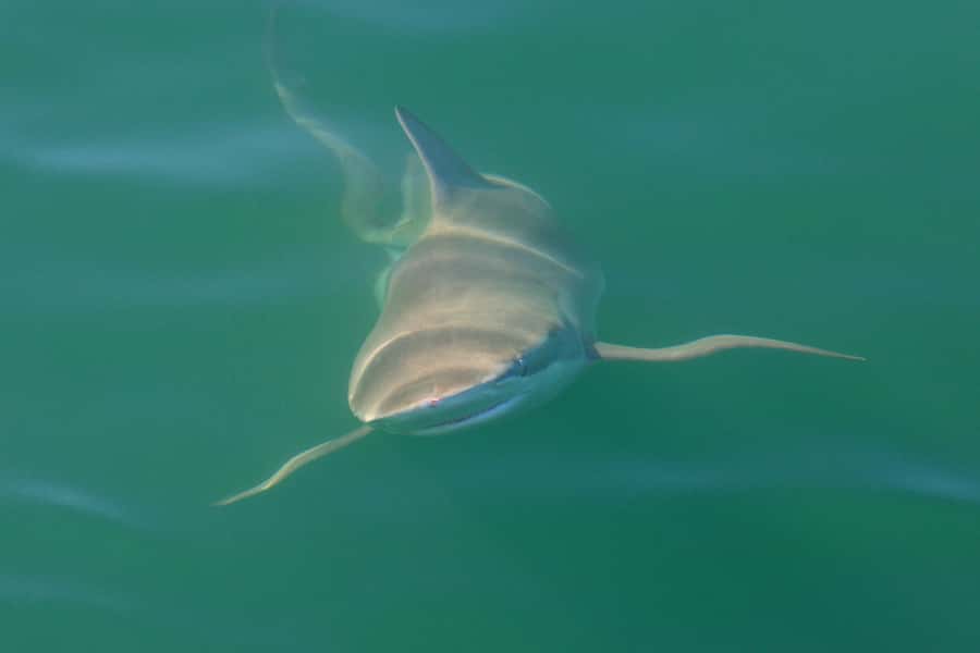 Cape Town: Shark Cage Dive - The Simon’s Town boardwalk start: what your first hour feels like