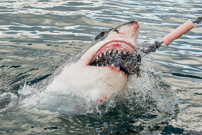 Cape Town: Shark Cage Diving & Penguins Tour to Gansbaai with private transfers - Cape Town to Gansbaai: What Makes This Wildlife Day Work