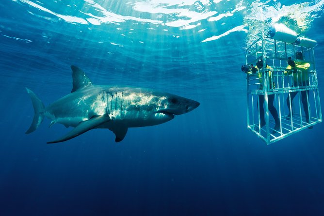 Cape Town: Shark Cage Diving & Penguins Tour to Gansbaai with private transfers - The Shark Cage Encounter: What You Should Expect in Practical Terms