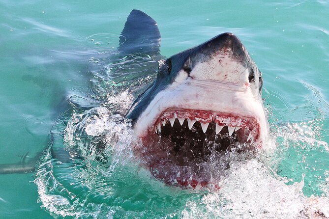 Cape Town: Shark Cage Diving & Penguins Tour to Gansbaai with private transfers - How the Guides Matter: Jacob and Alain as a Real Example