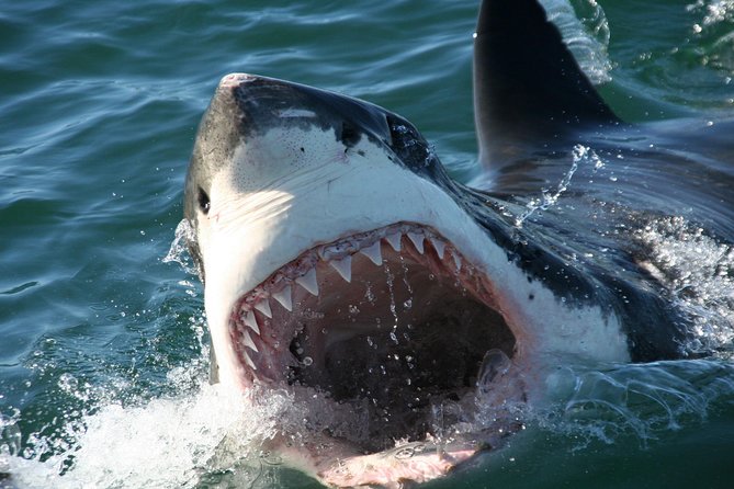 Cape Town: Shark Cage Diving & Penguins Tour to Gansbaai with private transfers - Price, Value, and What You Are Really Paying For ($282.22)