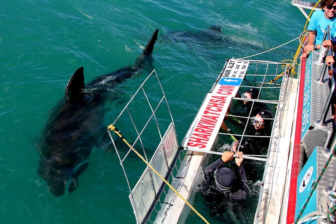 Cape Town: Shark Cage Diving & Penguins Tour to Gansbaai with private transfers - On the Boat in Gansbaai: Shared Group, Focused Cage Time