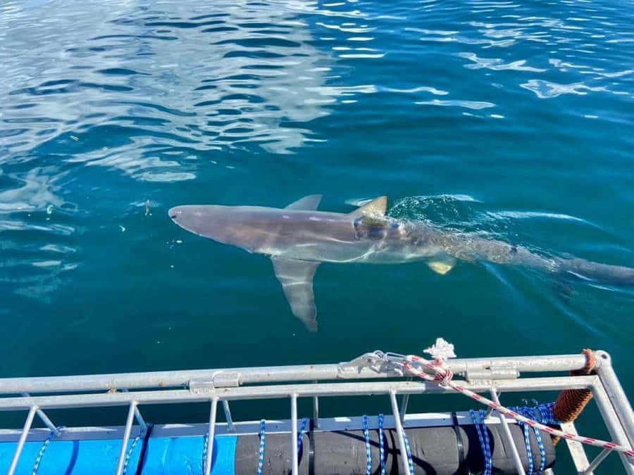 Cape Town: Shark Cage Diving with Snacks and Soft Drinks - Key Things I’d Pay Attention To