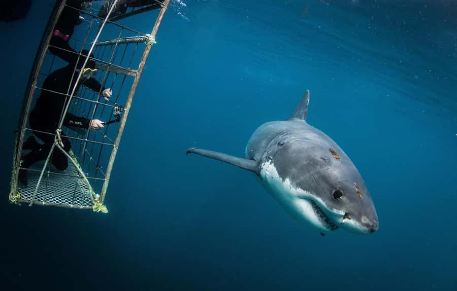 Cape Town: Shark Cage Diving with Snacks and Soft Drinks - Why False Bay’s Shark Cage Encounter Feels Like the Real Thing