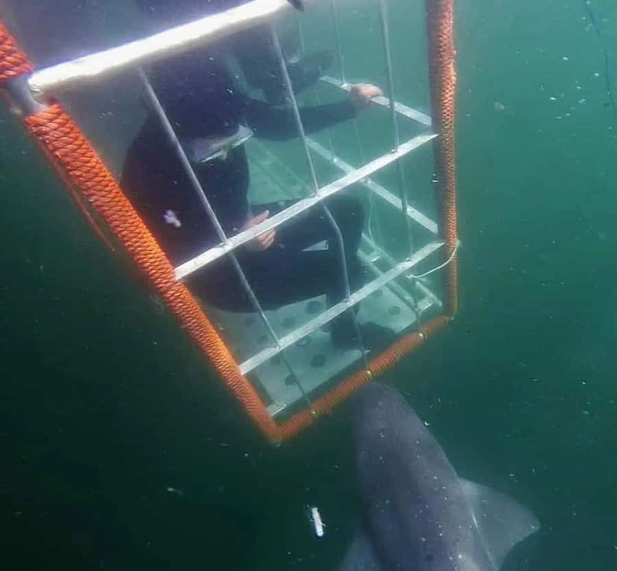 Cape Town: Shark Cage Diving with Snacks and Soft Drinks - Meeting Point at 62 St George’s St and the Before-You-Go Setup