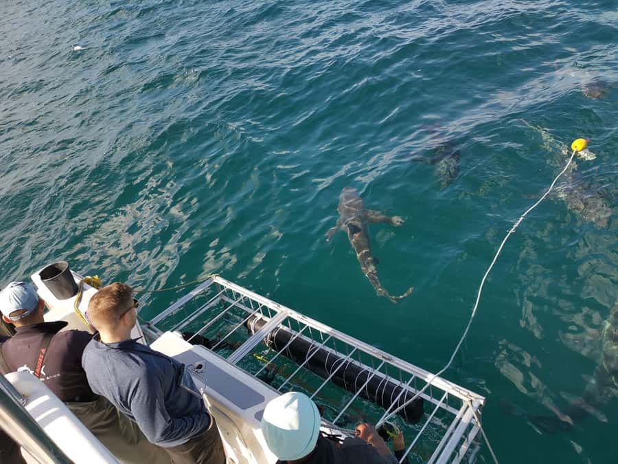 Cape Town: Shark Cage Diving with Snacks and Soft Drinks - The False Bay Boat Ride: Snacks, Soft Drinks, and Wildlife Scanning