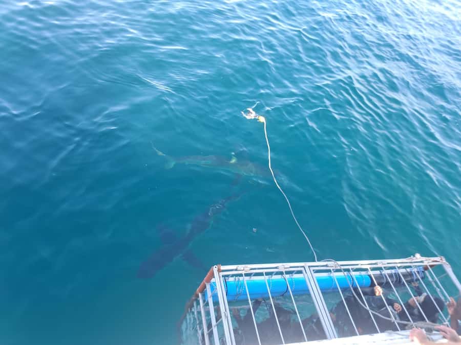 Cape Town: Shark Cage Diving with Snacks and Soft Drinks - Safety Briefing and Cage Comfort: Wetsuits, Masks, and Breathing Room