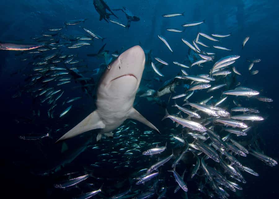 Cape Town: Shark Cage Diving with Snacks and Soft Drinks - Inside the Cage: What the Shark Encounters Feel Like