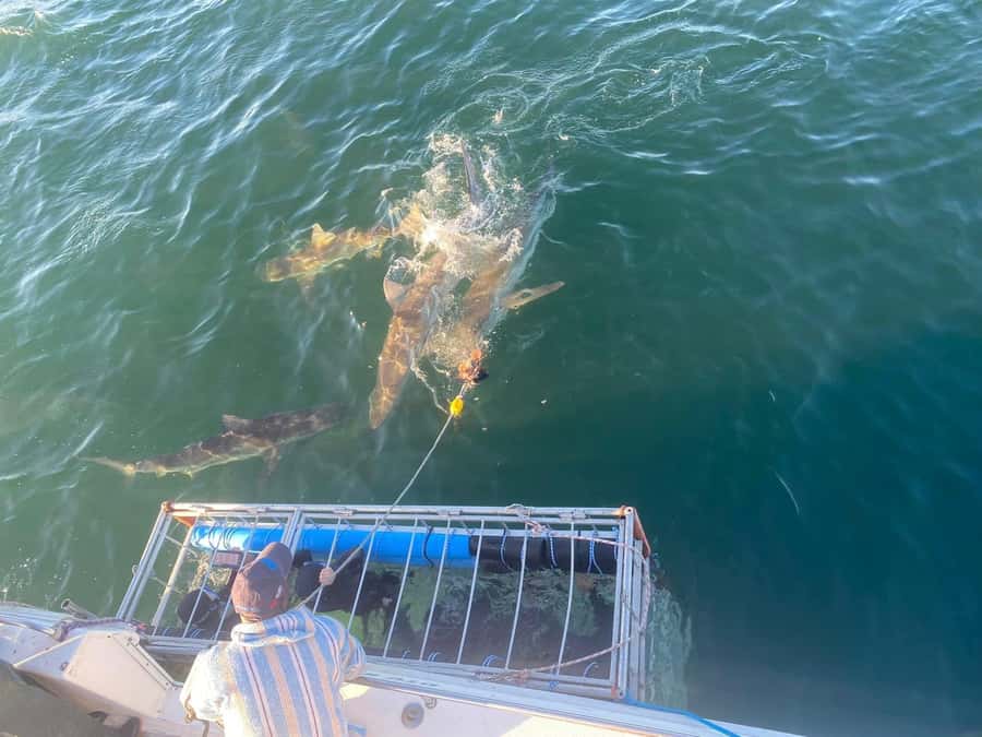 Cape Town: Shark Cage Diving with Snacks and Soft Drinks - Other Sea Life You Can Catch from the Boat
