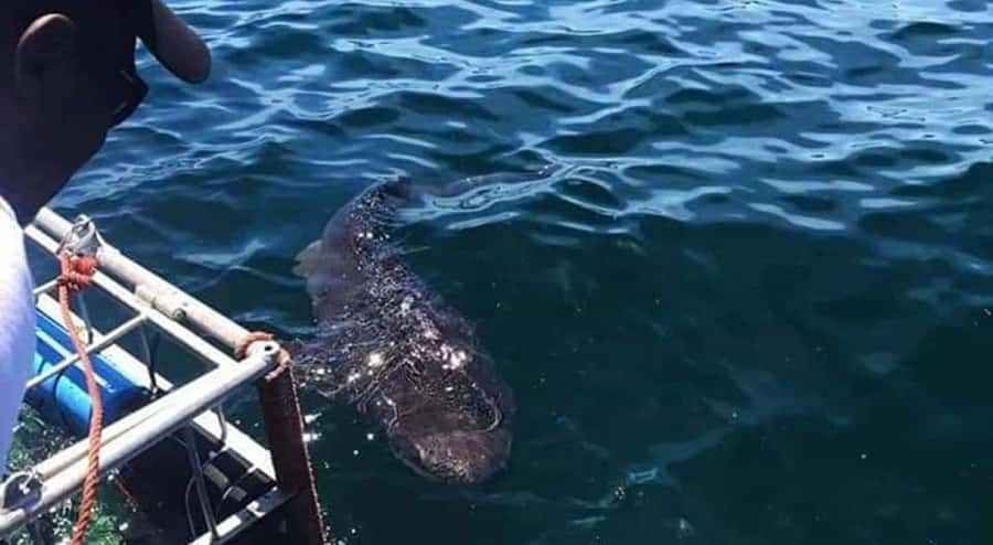 Cape Town: Shark Cage Diving with Snacks and Soft Drinks - What to Bring: The Checklist That Keeps You Comfortable