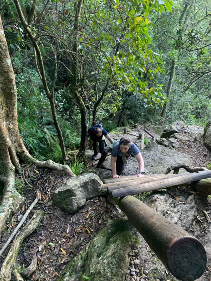Cape Town: Skeleton Gorge and Kirstenbosch Gardens Hike - What the guide adds: plants, fauna, geology, and Cape Town context