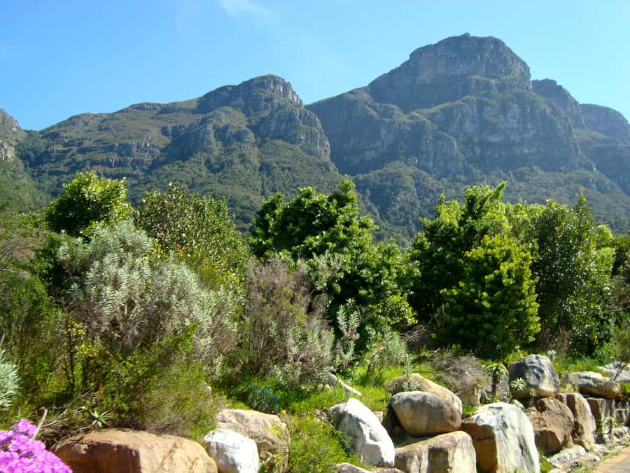 Cape Town: Skeleton Gorge and Kirstenbosch Gardens Hike - Meeting at Kirstenbosch: The start point that sets expectations