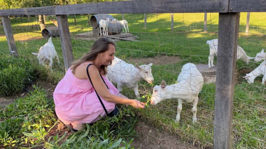 Cape Town: Stellenbosch, Franschhoek and Paarl Wine Day Trip - MCC and macaron pairing finale: bubbles in mountain country