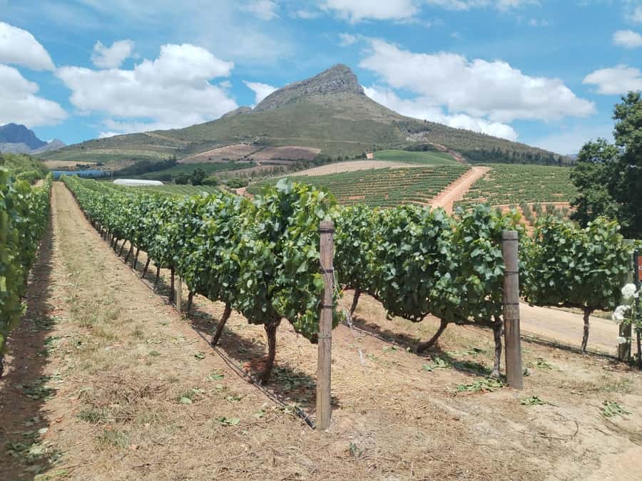 Cape Town: Stellenbosch, Franschhoek, Wine Tasting and Tram - Why This Wine and Tram Day Feels Different