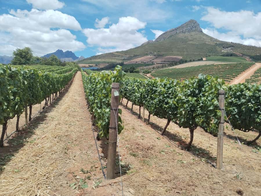 Cape Town: Stellenbosch, Franschhoek, Wine Tasting and Tram - First Stop: The Road From Cape Town to Zevenwacht’s Cheese Pairing