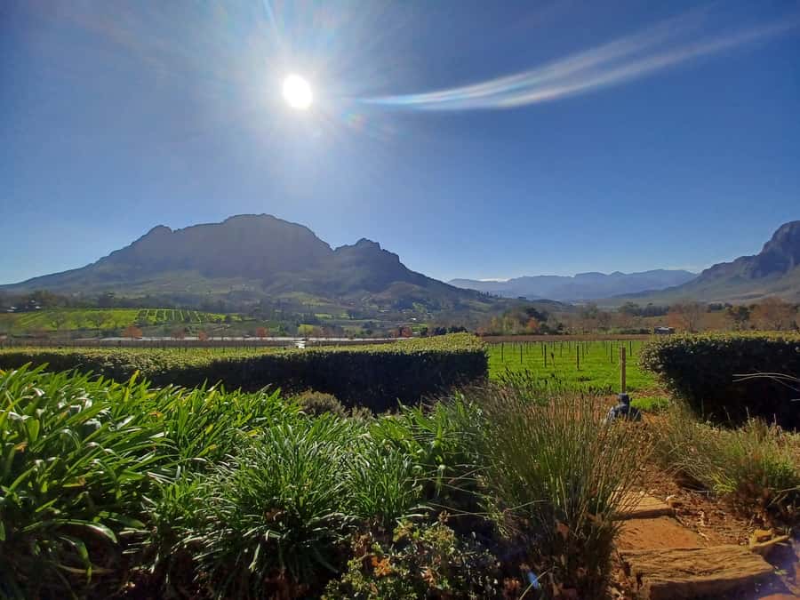 Cape Town: Stellenbosch Wine Half-Day Tour - Key things that make this tour worth your time