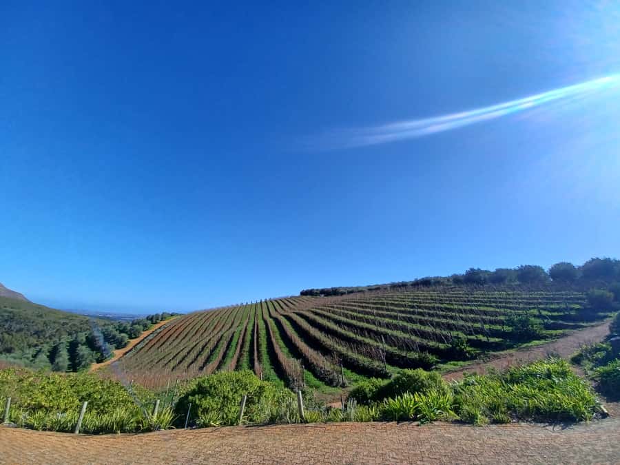 Cape Town: Stellenbosch Wine Half-Day Tour - Cape Town to Stellenbosch in a half-day, and why that timing works