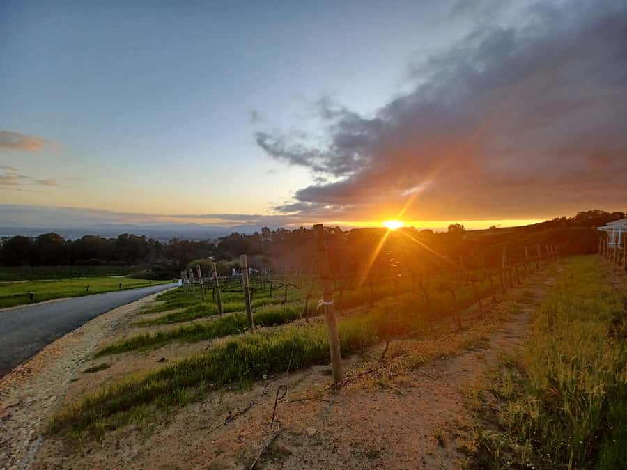 Cape Town: Stellenbosch Wine Half-Day Tour - Passing through Stellenbosch town: Cape Dutch charm and old-street nostalgia