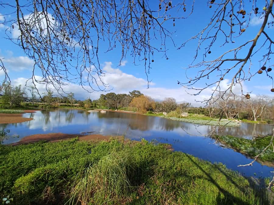 Cape Town: Stellenbosch Wine Half-Day Tour - Pickup from your hotel, the drive past townships, and what you’ll learn on the road