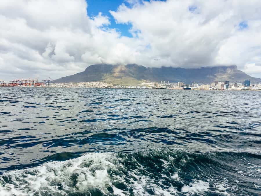 Cape Town: Sunset Champagne Cruise - When the Sea Shows Off: Dolphins, Whales, and How to Plan for It