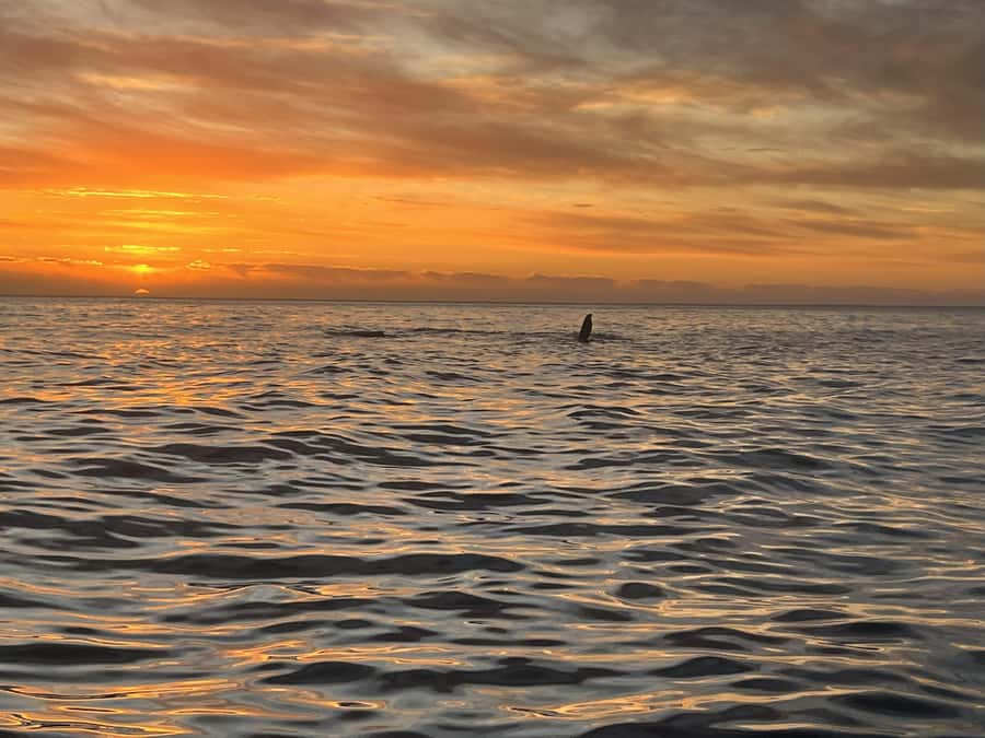 Cape Town: Sunset Cruise from V&A Waterfront with Bubbly - What to bring (and what not to ignore) when the sun is sinking