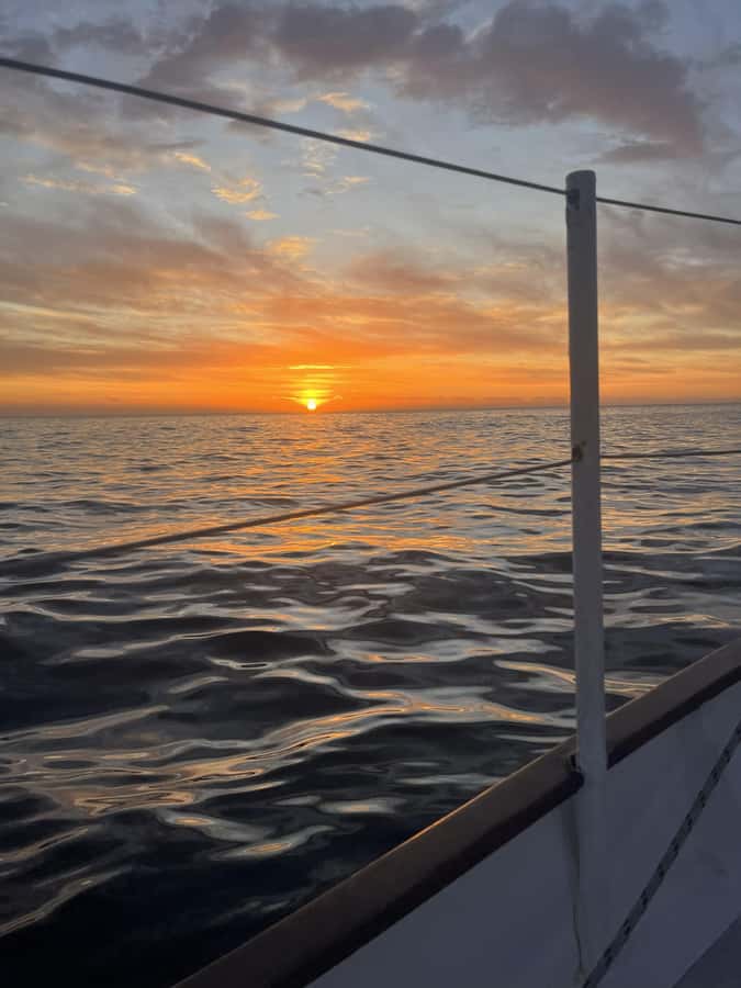 Cape Town: Sunset Cruise from V&A Waterfront with Bubbly - Wildlife spotting in the Atlantic, without turning it into a chase
