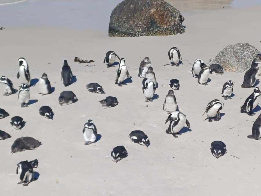 Cape Town: Sunset Penguins & Cape of Good Hope Half-Day Tour - A 4-hour sampler of penguins, beacons, and big Cape views