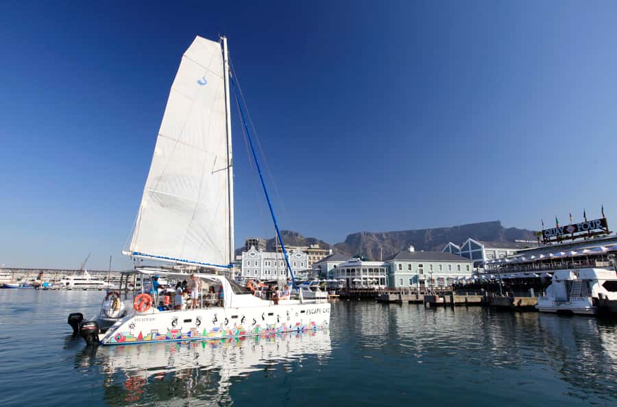 Cape Town: Table Bay Cruise by Catamaran - Sea-life spotting along the route: how to get the most from it