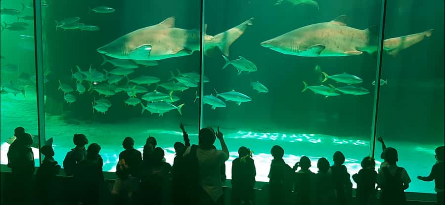 Cape Town: Table Mountain and Robben Island Tour - Getting started: pickup, air-conditioned comfort, and when the day order changes