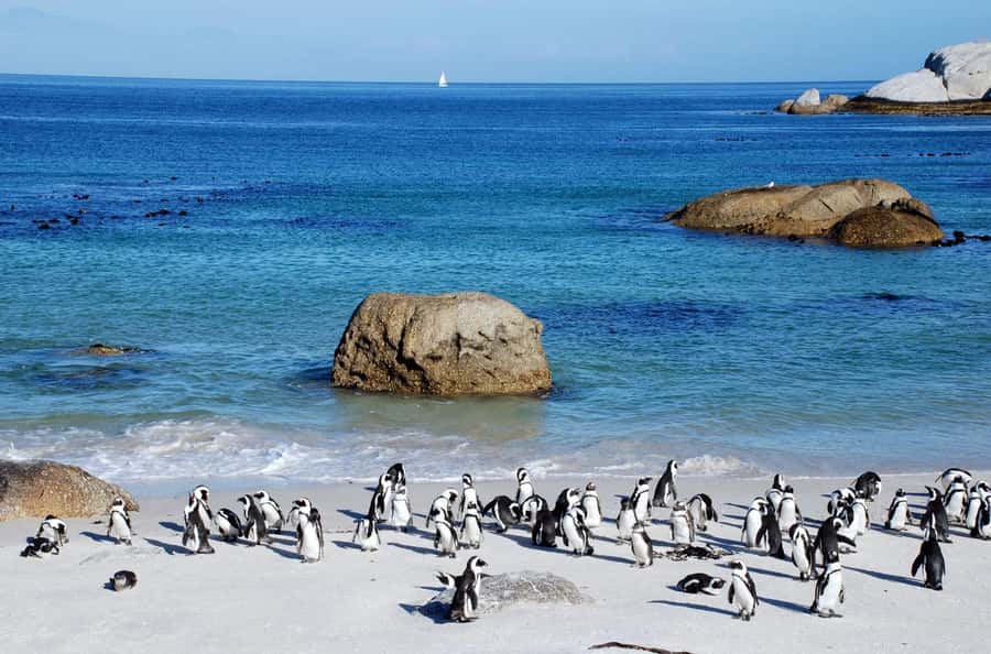 Cape Town: Table Mountain & Cape of Good Hope Full-Day Tour - Boulders Beach penguins: respectful boardwalk viewing that feels close