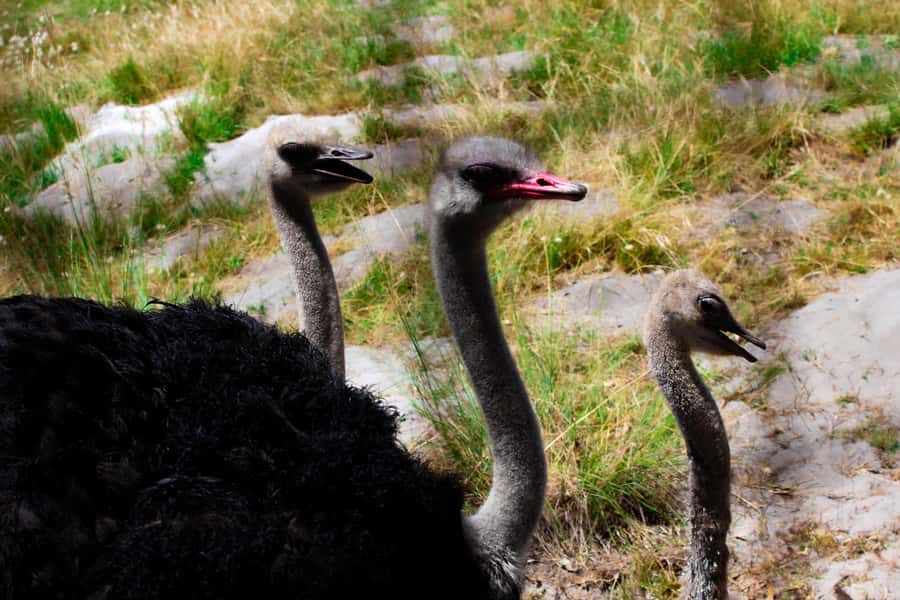 Cape Town: Table Mountain, Cape Point, & Penguins Group Tour - What Stands Out in the Day: Guides, Energy, and Schedule Fixes