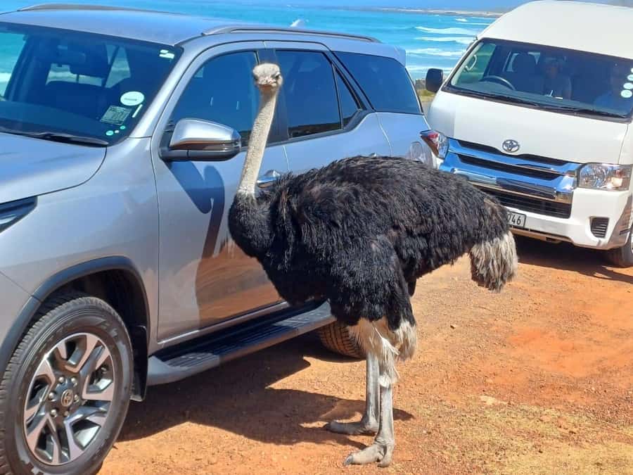 Cape Town Table Mountain Penguins & Cape Point All-inclusive - Key Things You’ll Love About This Cape Town Tour