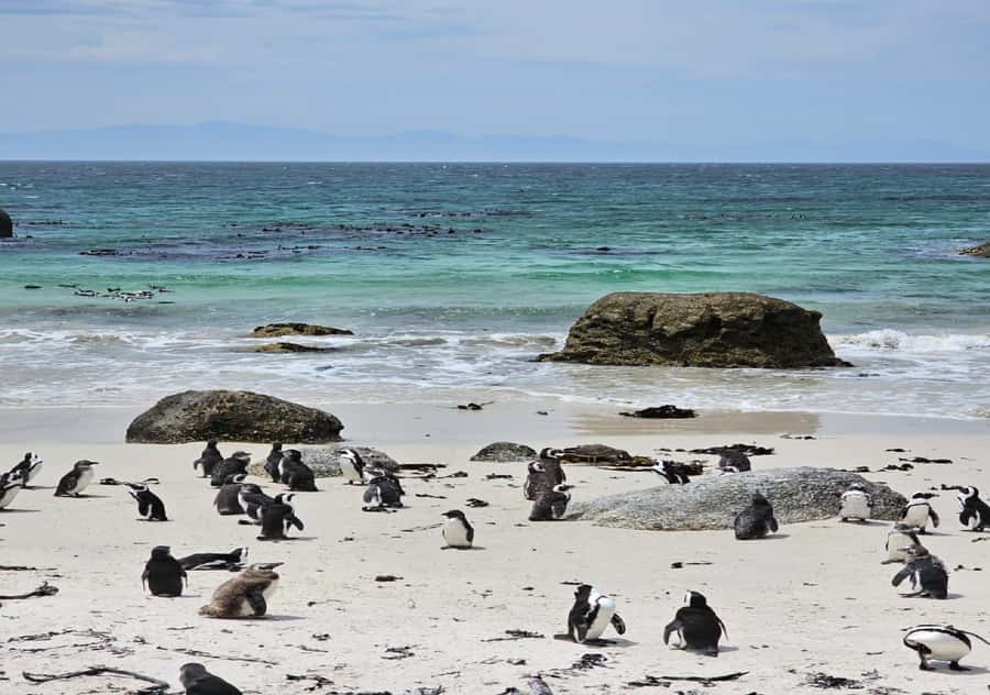Cape Town Table Mountain Penguins & Cape Point All-inclusive - Bo-Kaap Photo Stops and Quick Orientation Before the Big Sights
