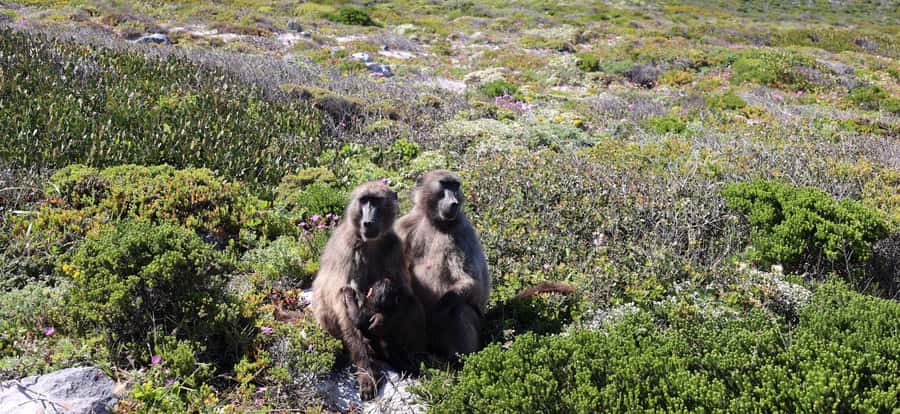 Cape Town: Table Mountain, Penguins & Cape Point Group Tour - Bo-Kaap quick stop: Cape Malay color in the middle of the route