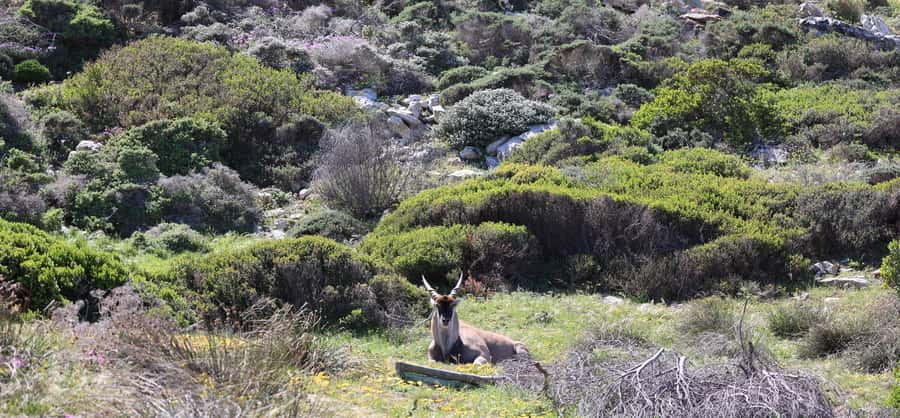 Cape Town: Tour Cape Point & Boulders Beach Penguin Day Trip - Cape Point and the lighthouse, funicular or a short hike