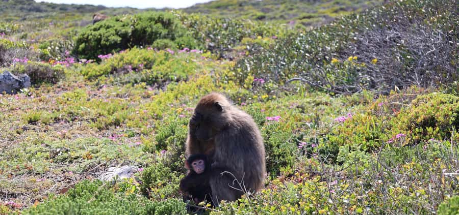 Cape Town: Tour Cape Point & Boulders Beach Penguin Day Trip - Price and Logistics, what’s included and what can add up fast