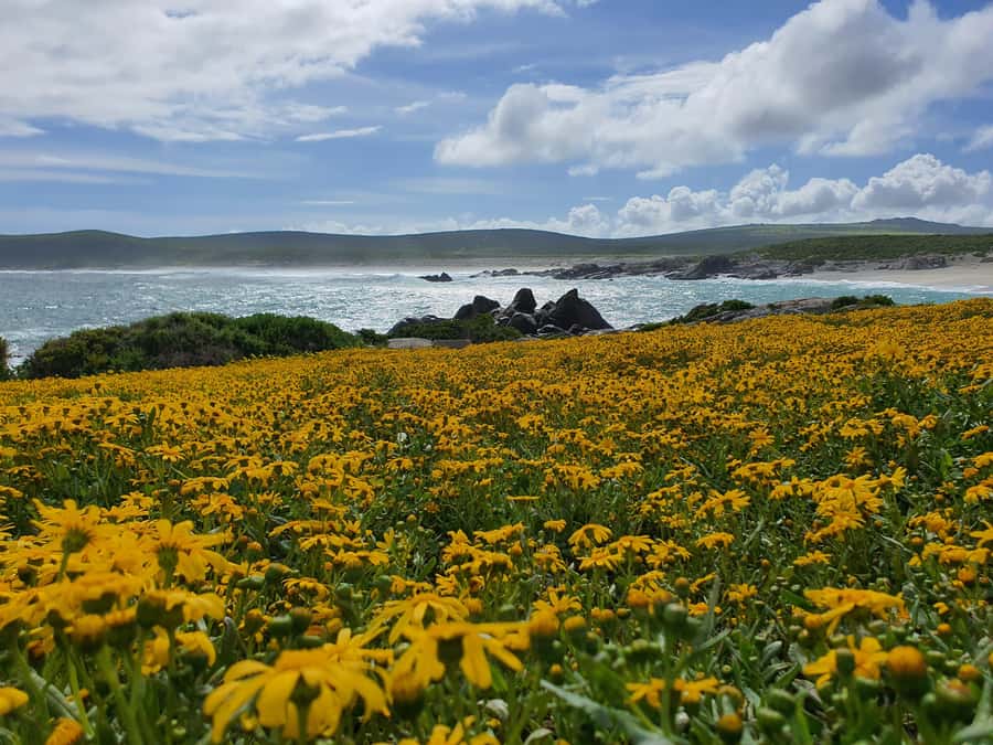 Cape Town: West Coast Spring Tour 2025 - Key Highlights at a Glance