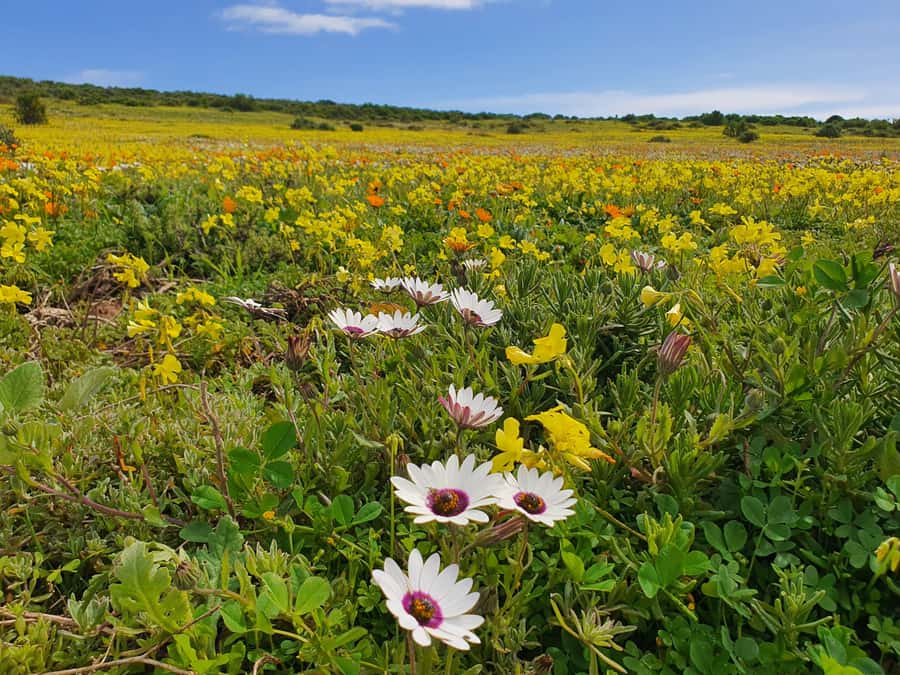 Cape Town: West Coast Spring Tour 2025 - Wildlife Viewing at !Khwa ttu: A Safari Feel Without the Full-Day Grind