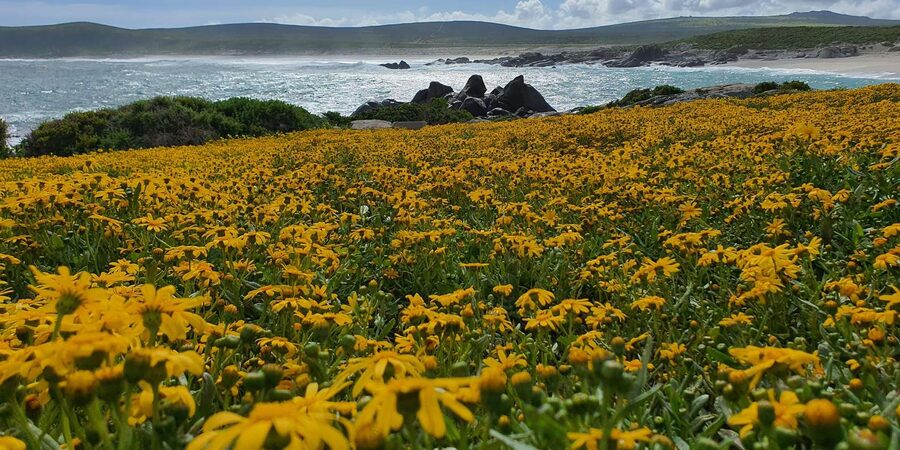 Cape Town: West Coast Spring Tour 2025 - The 8-Hour Flow: Where the Time Goes and Why It Matters