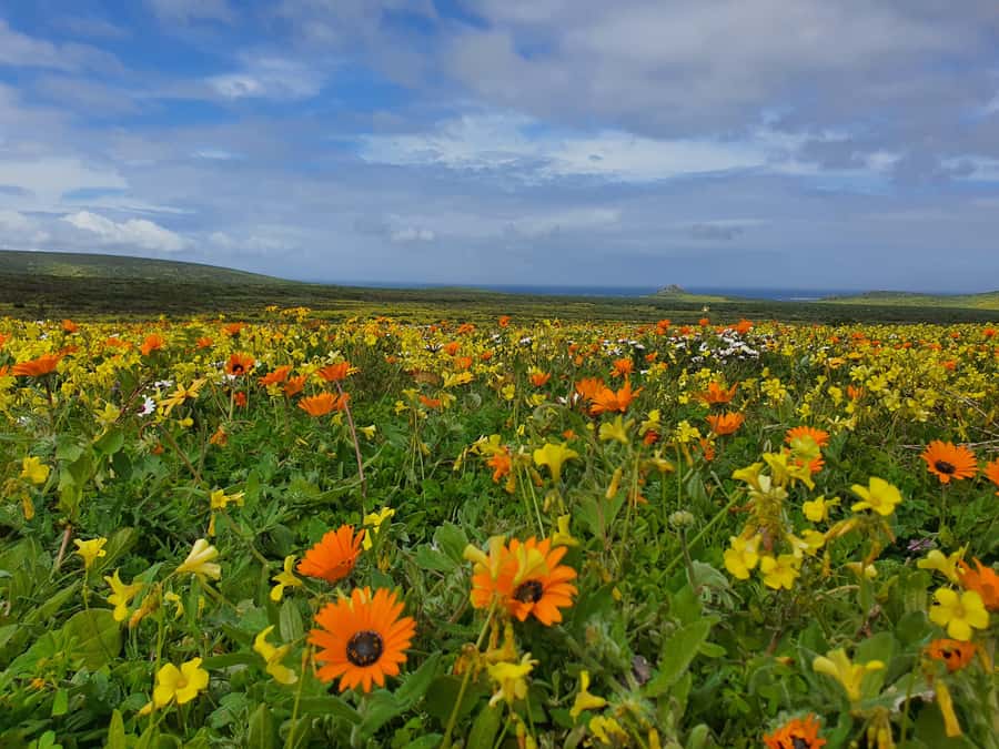 Cape Town: West Coast Spring Tour 2025 - !Khwa ttu San Heritage Centre: More Than a Quick Cultural Stop