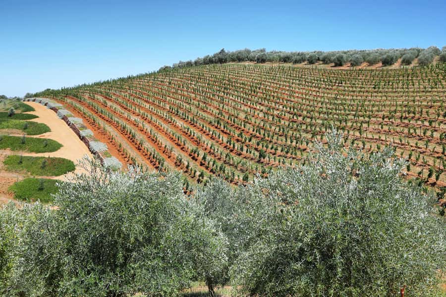 Cape Town: Wine Tram & Winelands Tour with Tastings & Pickup - Price and value: what $230 buys, and what to check before you book