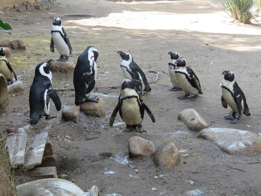 Cape Town: World of Birds & Animal Sanctuary - Key Things To Know Before You Go