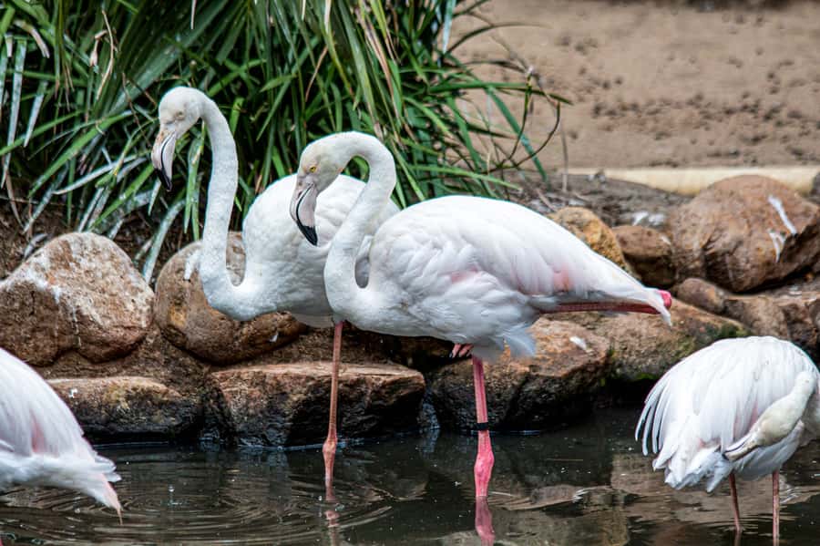 Cape Town: World of Birds & Animal Sanctuary - World of Birds and Animal Sanctuary in Hout Bay, Cape Town